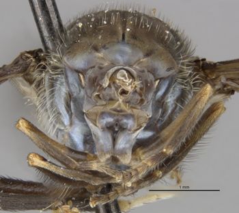 Media type: image;   Entomology 26153 Aspect: head frontal view